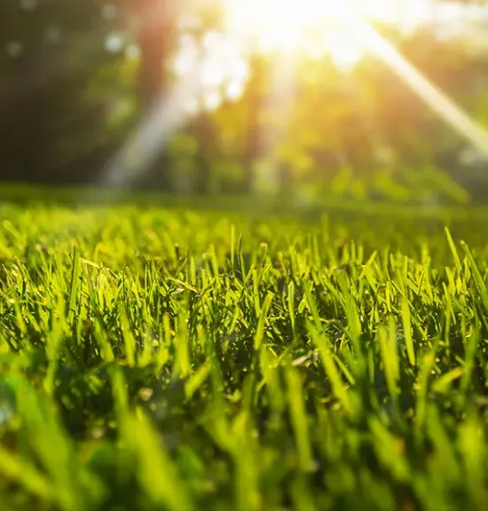 Joussain Espaces Verts Jardinier A La Trinite Gazon Tropical Joussain Espaces Verts Jardinier A La Trinite Gazon Tropical